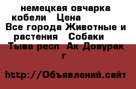 немецкая овчарка кобели › Цена ­ 25 000 - Все города Животные и растения » Собаки   . Тыва респ.,Ак-Довурак г.